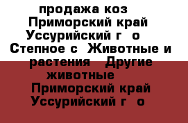 продажа коз  - Приморский край, Уссурийский г. о. , Степное с. Животные и растения » Другие животные   . Приморский край,Уссурийский г. о. 